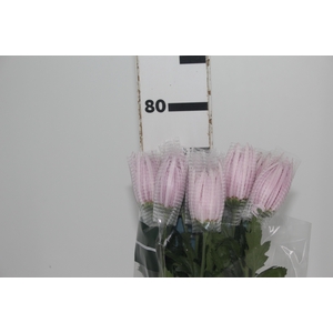 ANASTASIA ROSE 080 CM LILAS