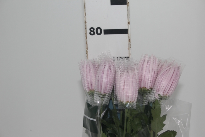 <h4>ANASTASIA ROSE 080 CM LILAS</h4>