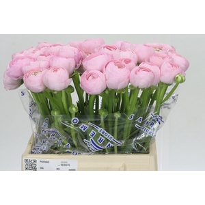 Ranunculus Clooney Hanoi Extra