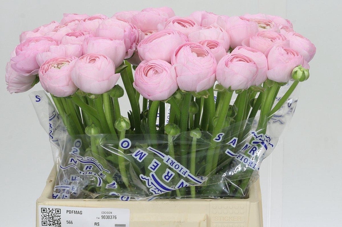 <h4>Ranunculus Clooney Hanoi Extra</h4>