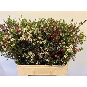 Chame Un My Sweet 16