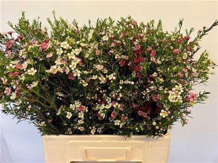 <h4>Chame Un My Sweet 16</h4>