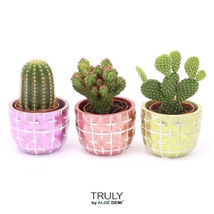 TRULY Cactus, Disco Mosaic