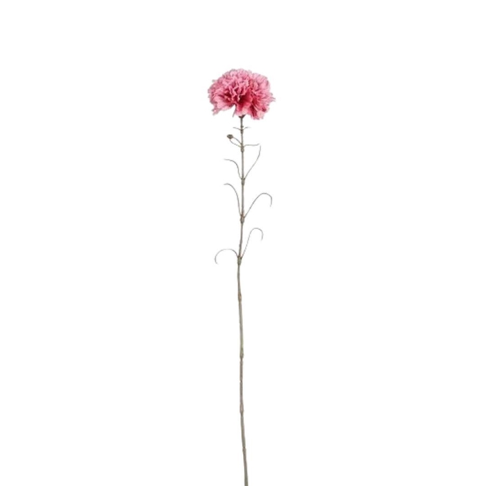 <h4>Dianthus 66cm</h4>