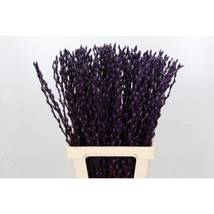 Salix Caprea Snow Flake P. Purple