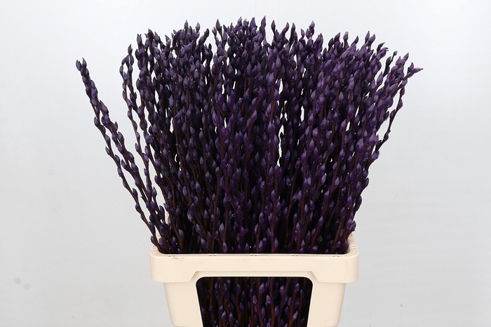 Salix Caprea Snow Flake P. Purple