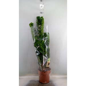 Zamioculcas zamiifolia