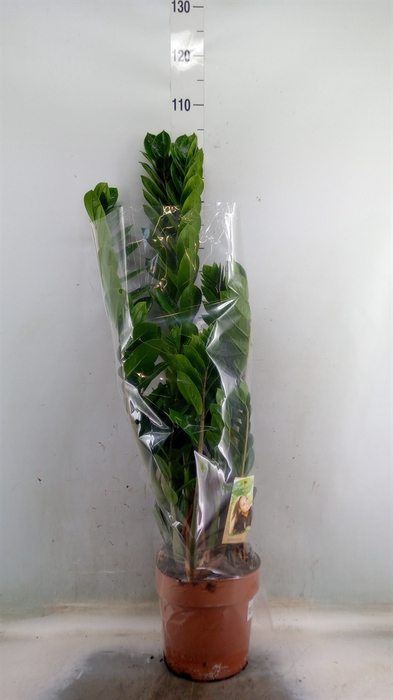 <h4>Zamioculcas zamiifolia</h4>
