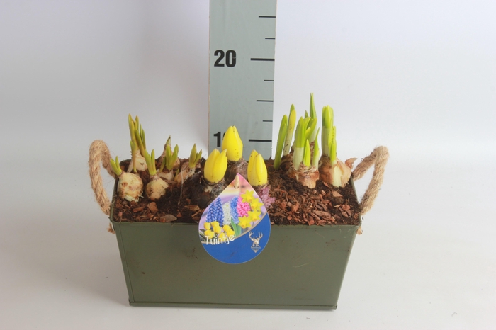 <h4>ARR BOL KNOLGEWAS</h4>