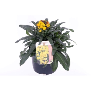 Erysimum lin. Fragrant Sunshine