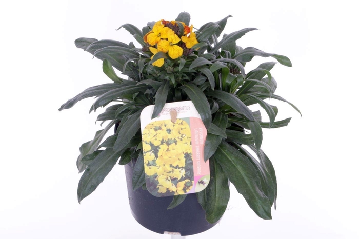 <h4>Erysimum lin. Fragrant Sunshine</h4>