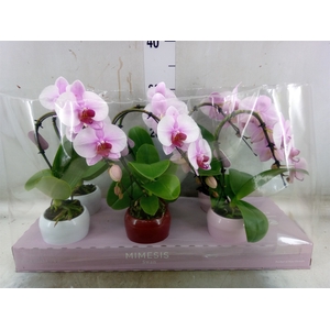 Phalaenopsis   ...rose