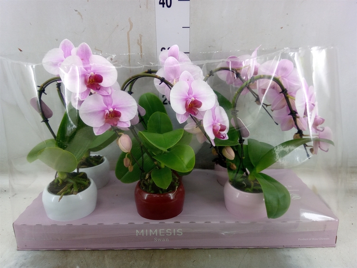 <h4>Phalaenopsis   ...rose</h4>