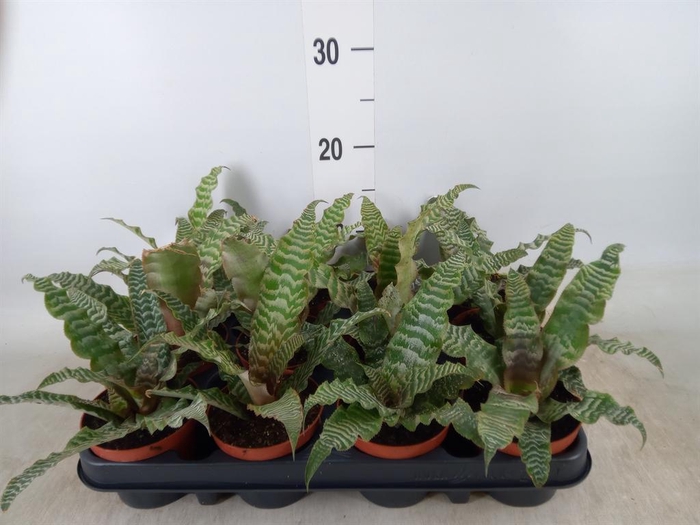 <h4>Cryptanthus zonatus</h4>