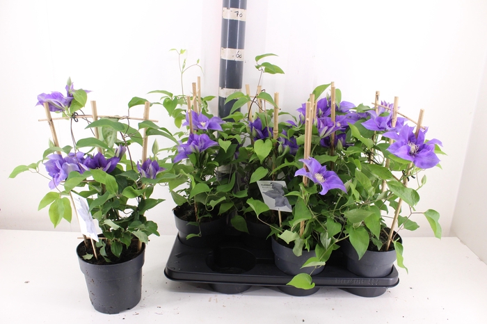 <h4>CLEM BOULEVARD OV</h4>