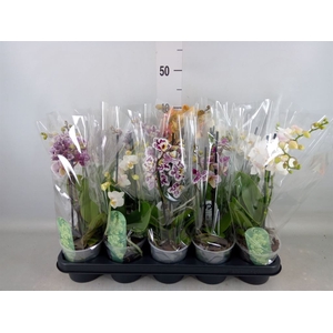Phalaenopsis multi.   ...mix  4