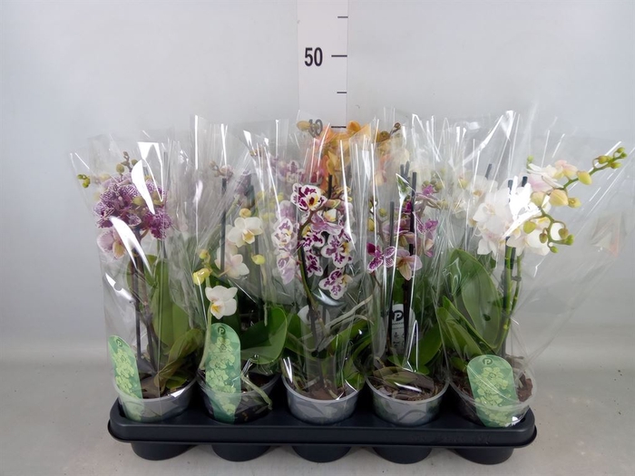 <h4>Phalaenopsis multi.   ...mix  4</h4>