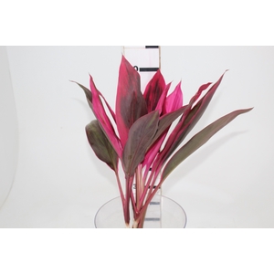 FOLHAGEM DRACENA BABY PINK