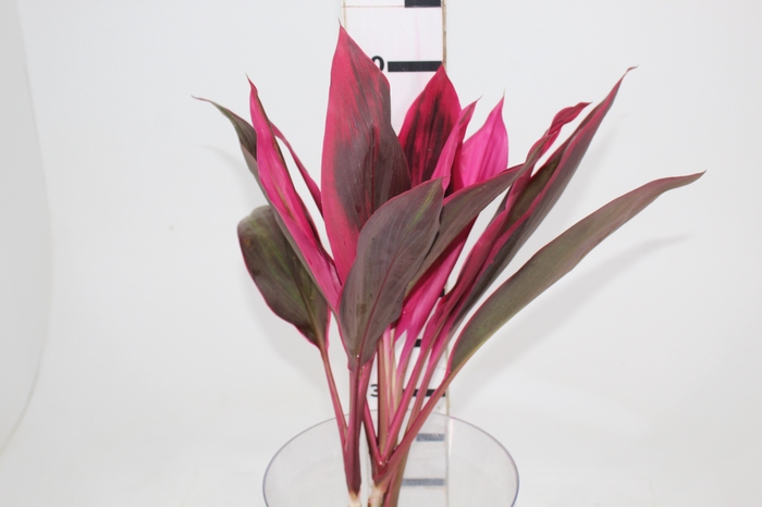 <h4>FOLHAGEM DRACENA BABY PINK</h4>
