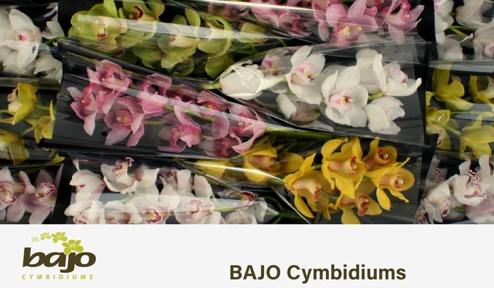 <h4>CYMB T GEM</h4>
