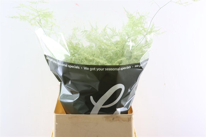 <h4>Asp Kbh Lang Mint</h4>