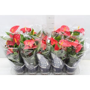 ANTHURIUM VARIADO P12