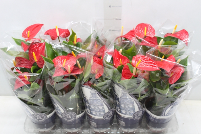 <h4>ANTHURIUM VARIADO P12</h4>