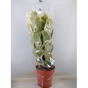 Ficus elastica 'Tineke'