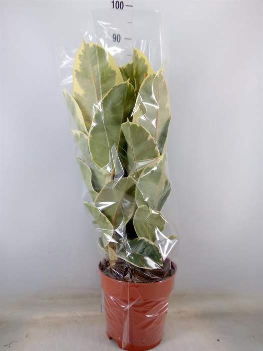 <h4>Ficus elastica 'Tineke'</h4>