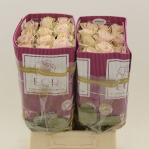 Rosa gr Pink Mondial