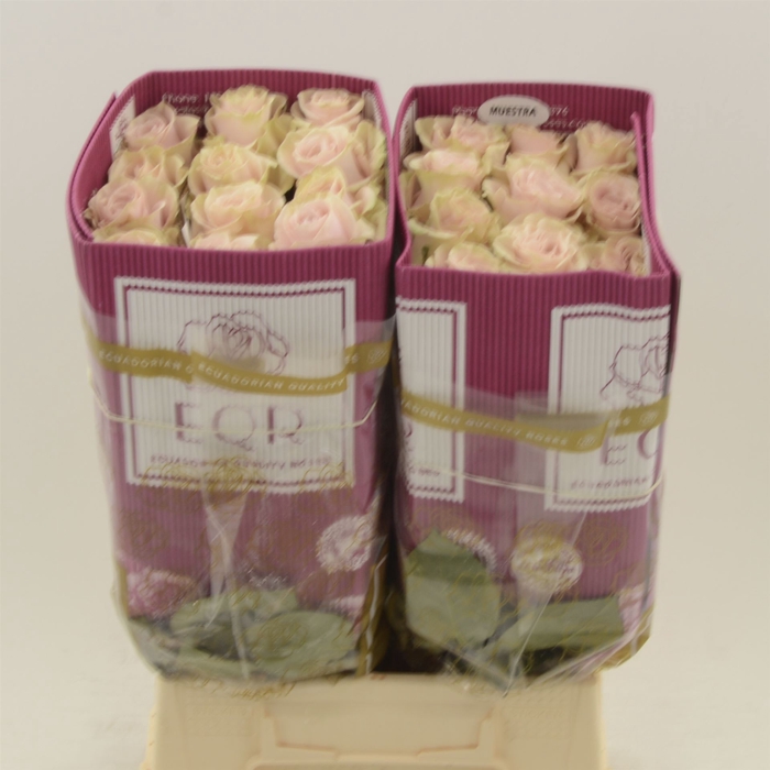 <h4>Rosa gr Pink Mondial</h4>
