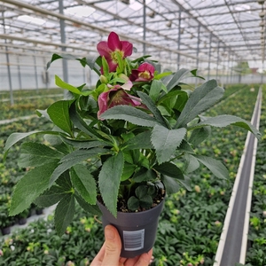 Helleborus Orientalis Early Red 12 cm