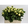 Paeonia Lemon Chiffon