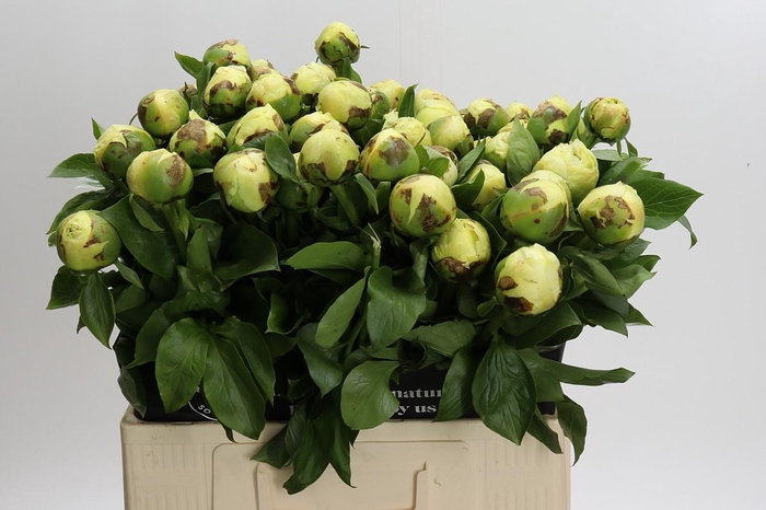 Paeonia Lemon Chiffon