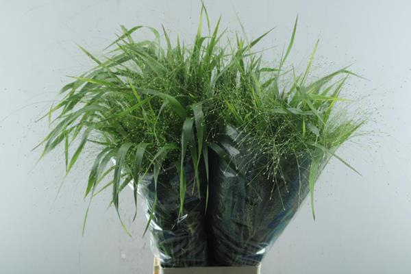 <h4>Siergras Panicum Fountain L80</h4>