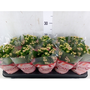 Kalanchoe blos. 'RosDon Geraldo'