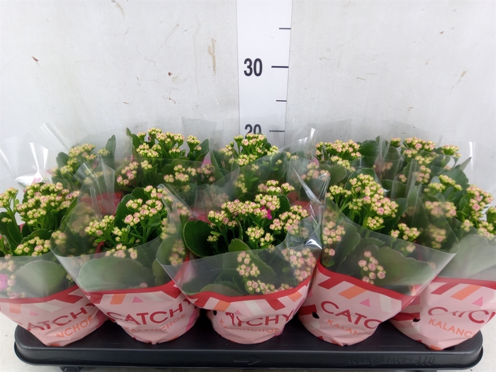 <h4>Kalanchoe blos. 'RosDon Geraldo'</h4>
