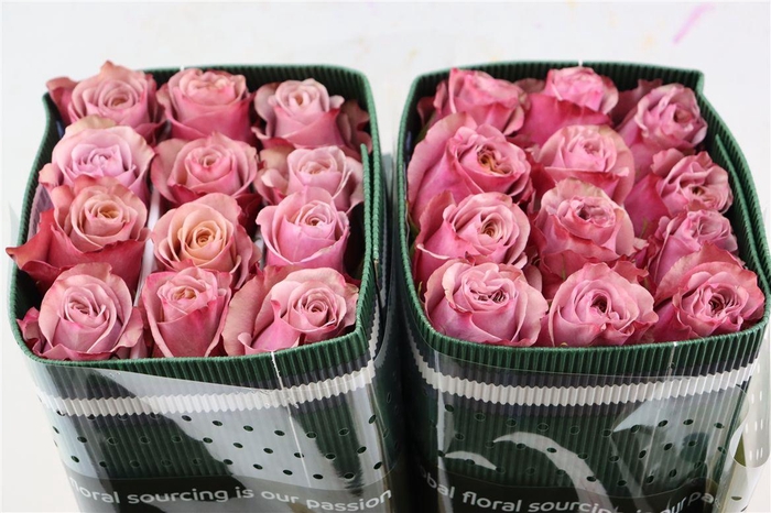 <h4>R Gr Purple Moon</h4>