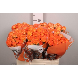 R Tr Orang Dimension X5