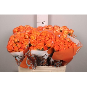 R Tr Orang Dimension X5