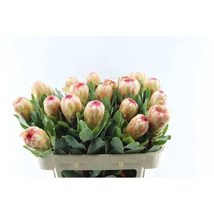 Protea Grandicolor