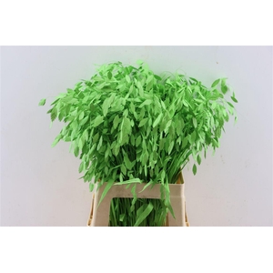 Dried Chasmantium Applegren P Stem