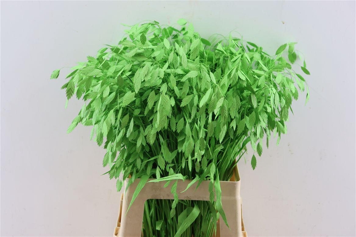 <h4>Dried Chasmantium Applegren P Stem</h4>