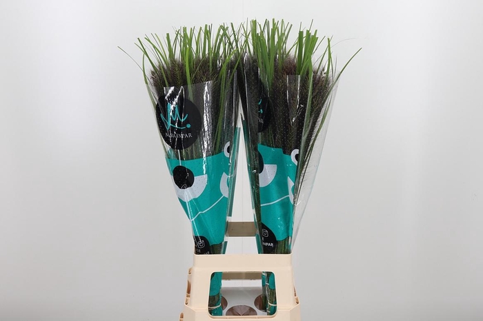 <h4>Penni Black Fox</h4>