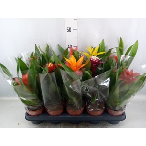 Bromelia   ...mix