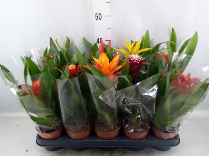 Bromelia   ...mix