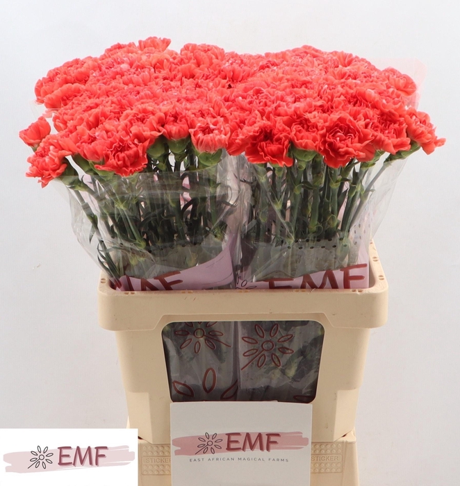 <h4>DI ST CAROLINE</h4>