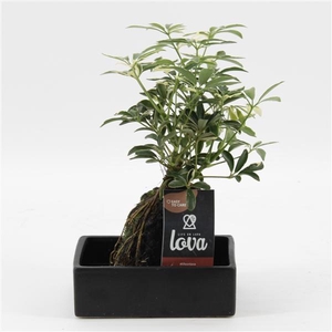 Arrangementen kamerplanten groen H%