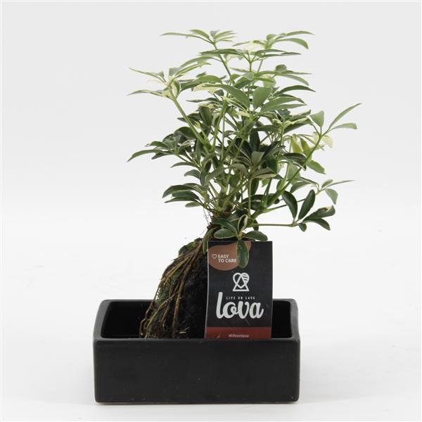 <h4>Arrangementen kamerplanten groen H%</h4>