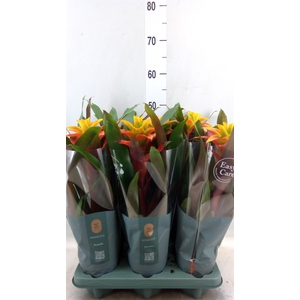 Guzmania  'Fiero Yellow'
